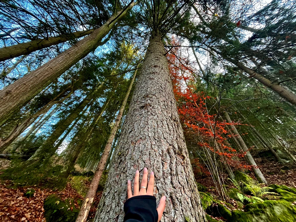 Obrázek nahrál Jess