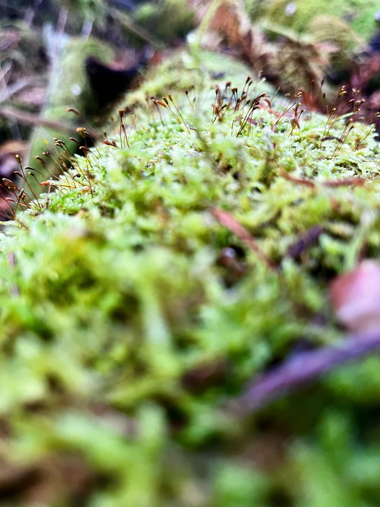 Obrázek nahrál Jess