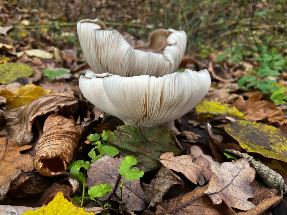 Obrázek nahrál Jess