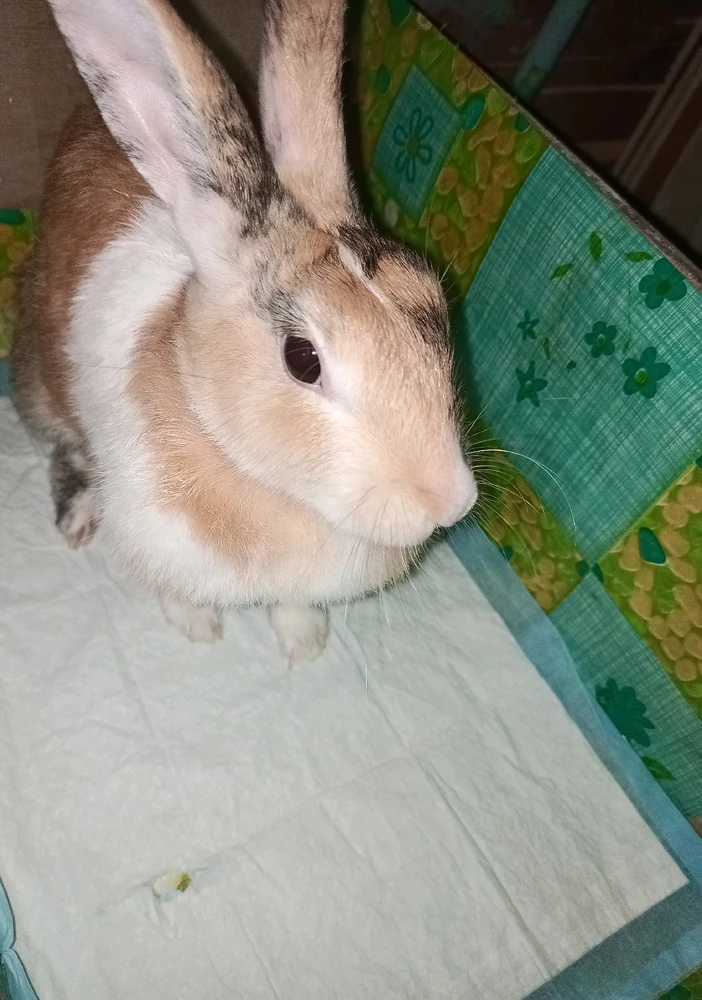 GIF uploaded by shortgirl