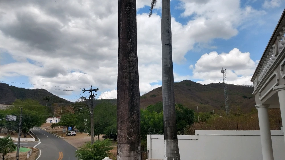 Image uploaded by Thiago Ribeiro