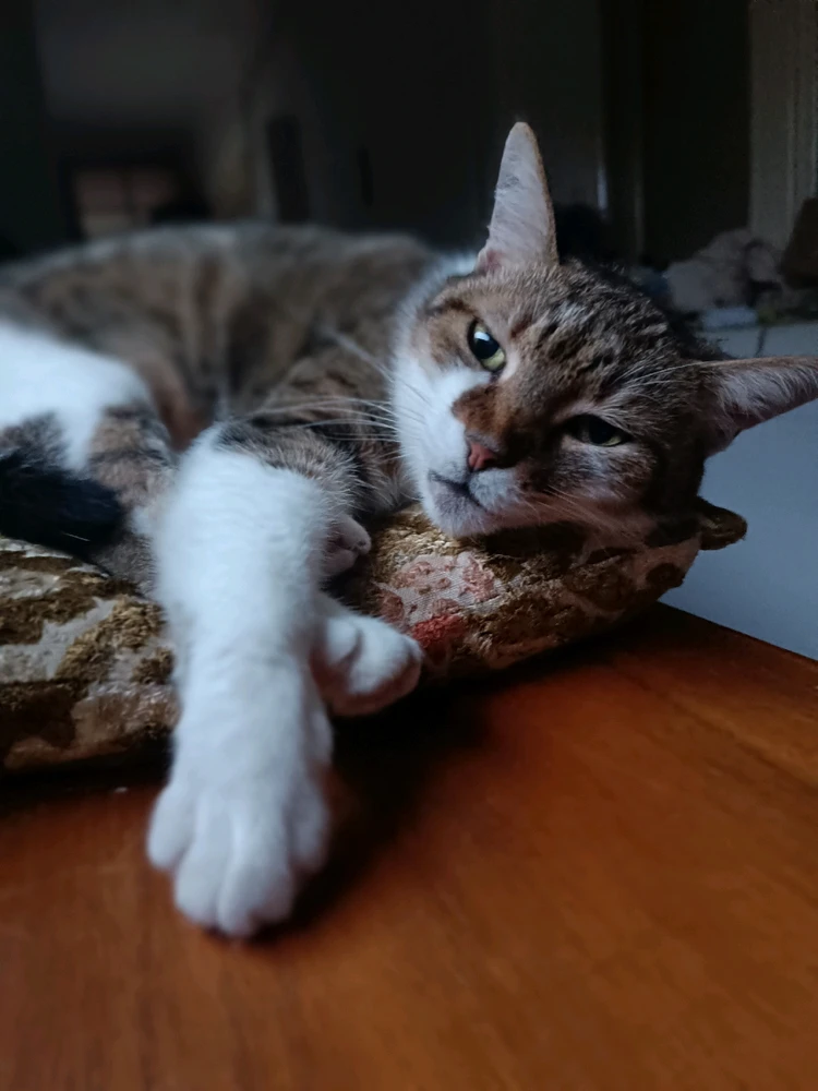 Henrietta által feltöltött GIF