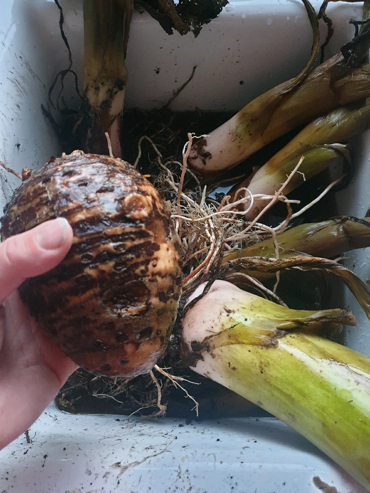 GIF dodany przez SteampunkLilly