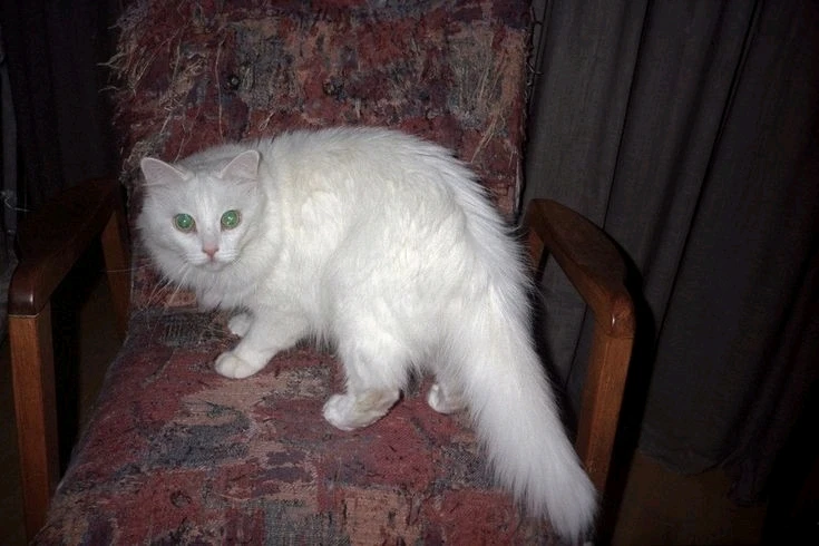 GIF enviado por Laylla