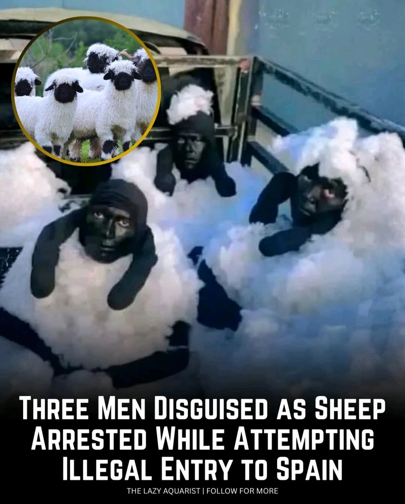 GIF uploaded by TheHappyGuitar