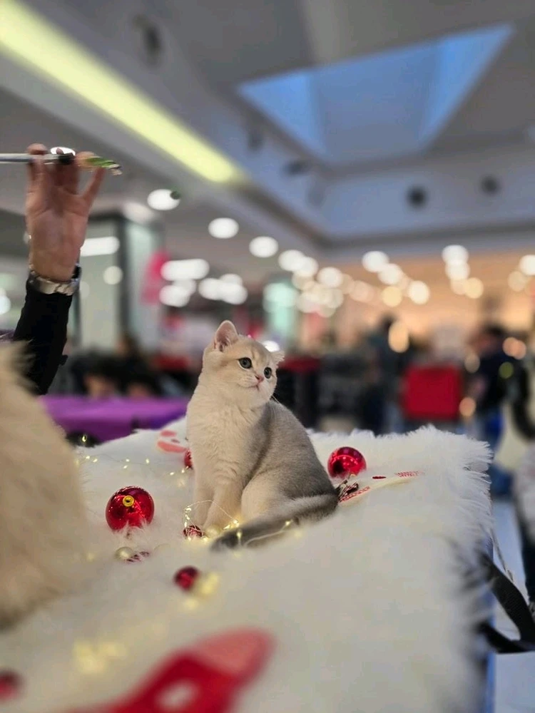 GIF încărcat de Cj