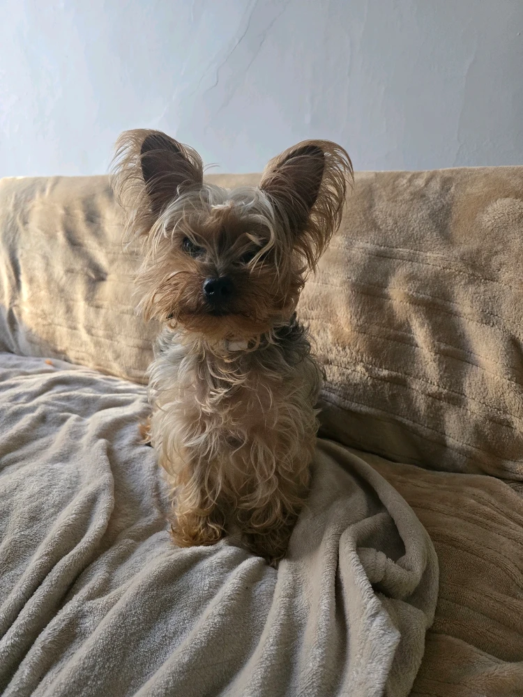 Image uploaded by 《🌹.::Lenöré::.🌹》