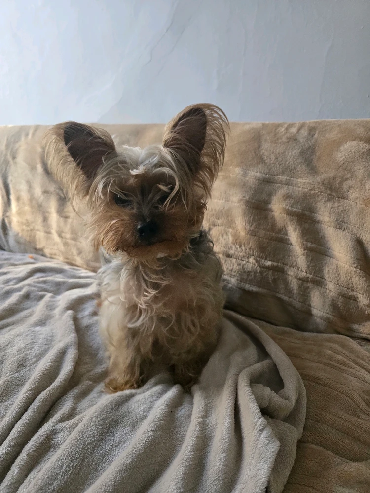 Image uploaded by 《🌹.::Lenöré::.🌹》