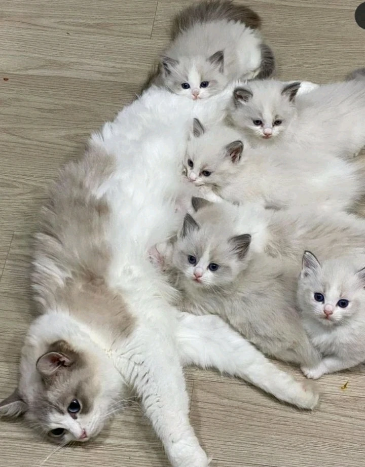 GIF uploaded by Prince Charles