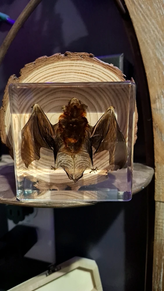 Image uploaded by Cera