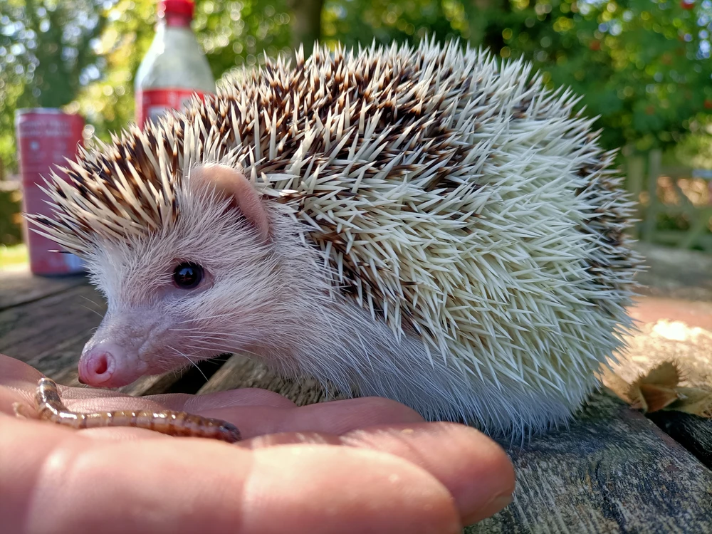 Image uploaded by Chris