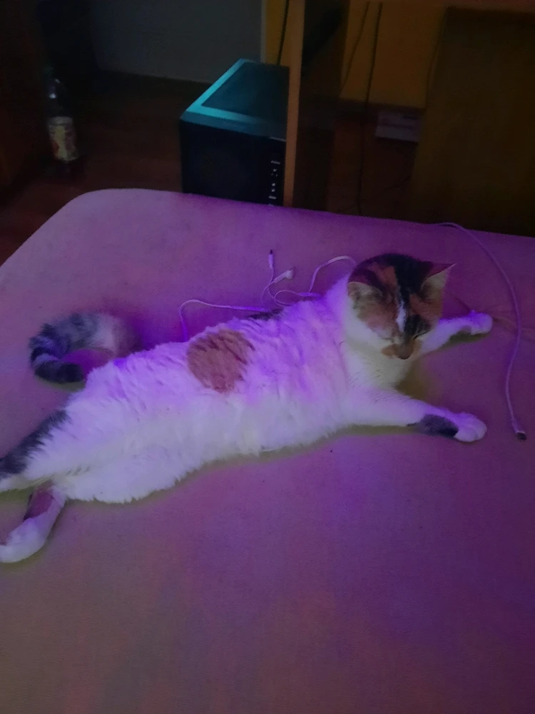 Imagine încărcată de Toma Leonard-Gabriel