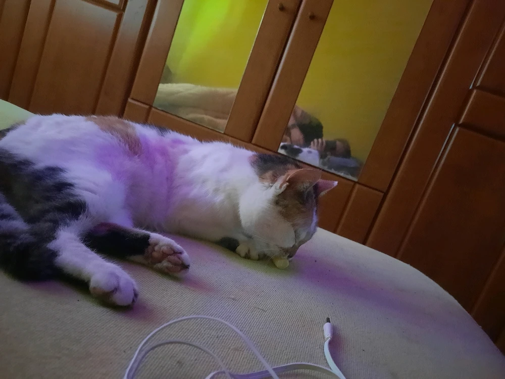 Imagine încărcată de Toma Leonard-Gabriel