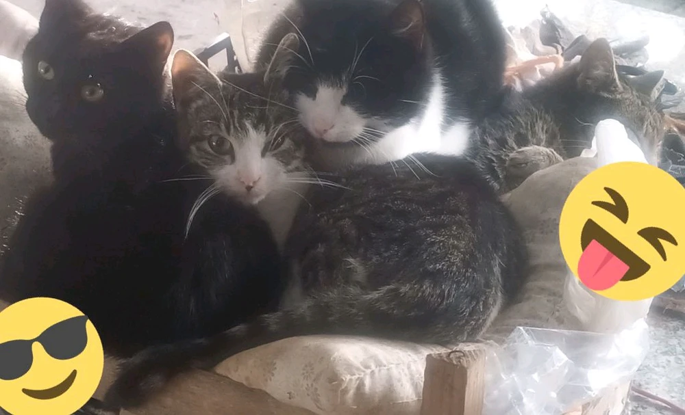 Immagine caricata da Greg