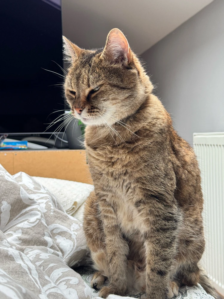 Ádám által feltöltött kép