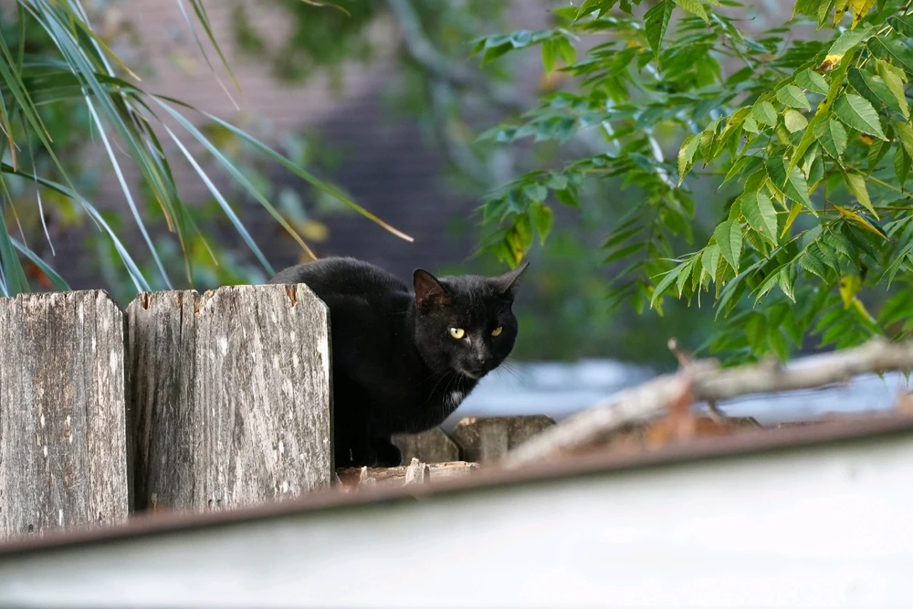 Image uploaded by StinkyCheese