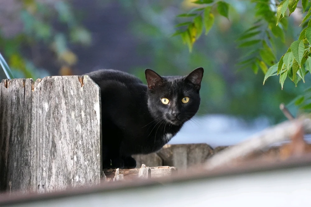 Image uploaded by StinkyCheese