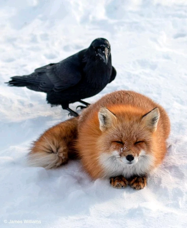 GIF enviado por Mr Fox