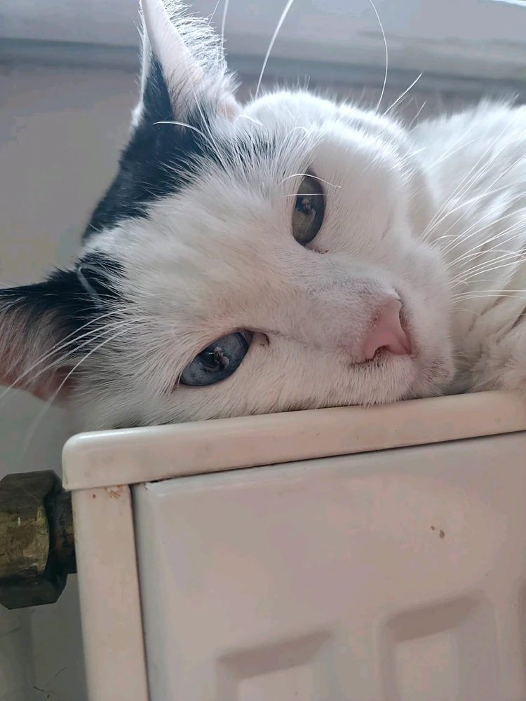 Obrázek nahrál Radek