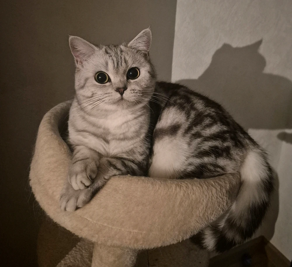 GIF hochgeladen von Teona