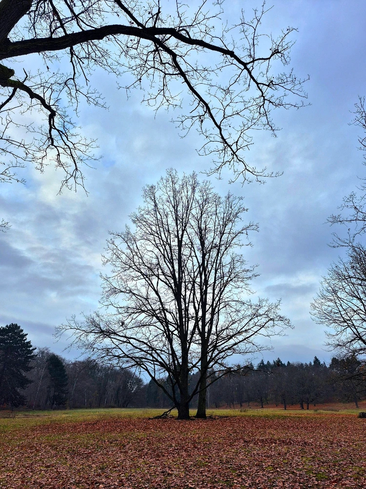 Image uploaded by Hagalaz