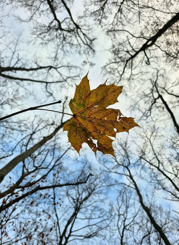 Image uploaded by Hagalaz