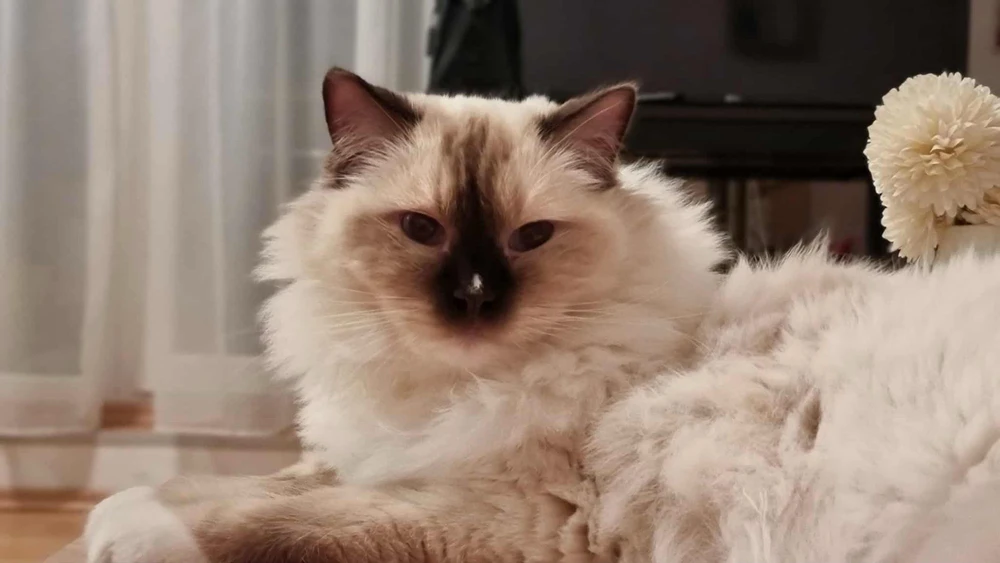 Daniela által feltöltött GIF