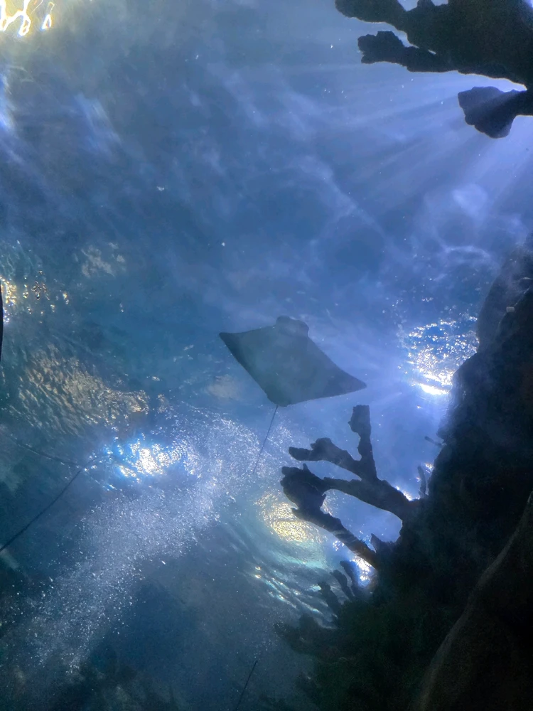 Image uploaded by Tylor