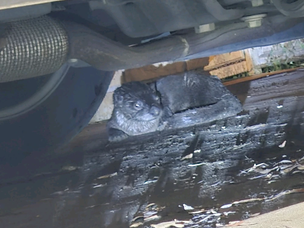 Image uploaded by Tylor