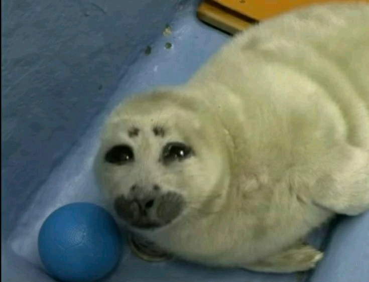 GIF uploaded by Roman