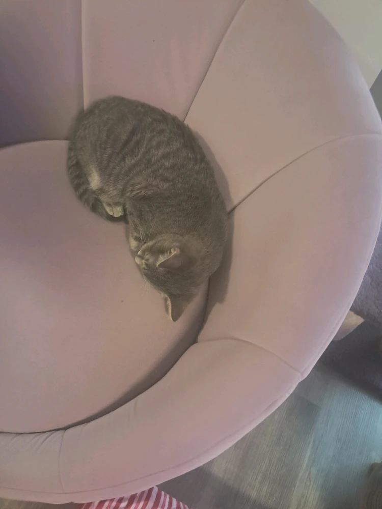 Image uploaded by Jordan