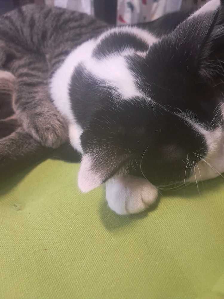 Image uploaded by Jordan