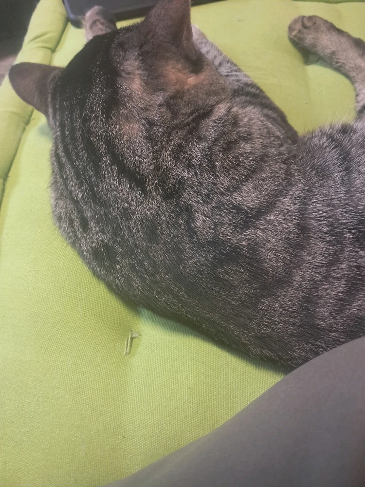 Image uploaded by Jordan