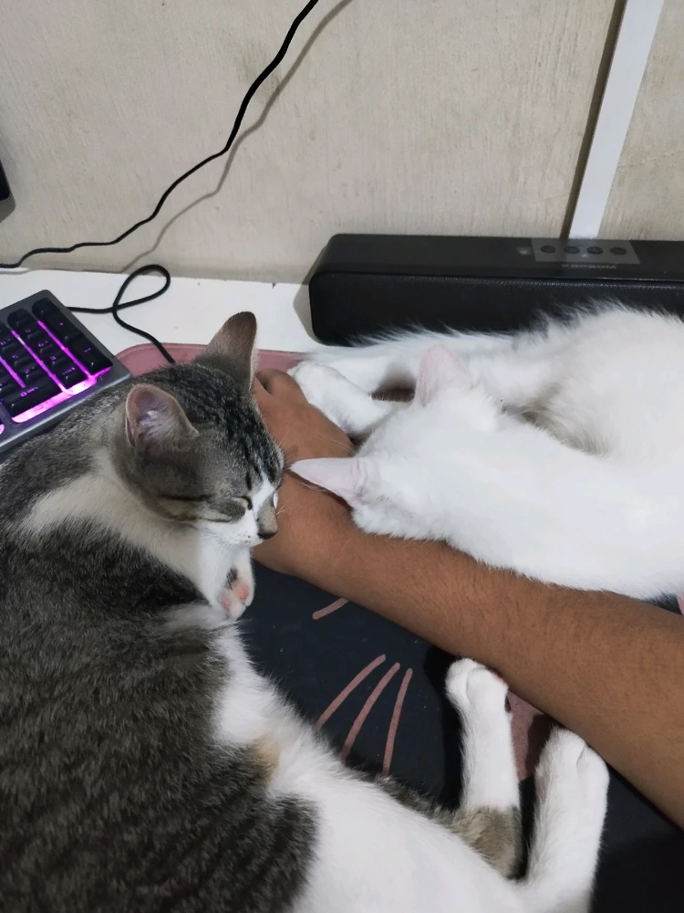 Imagem enviada por Rayssa