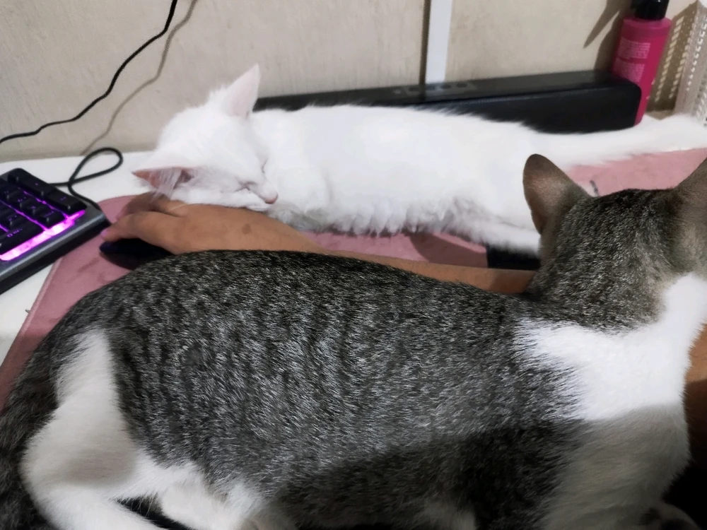 Imagem enviada por Rayssa