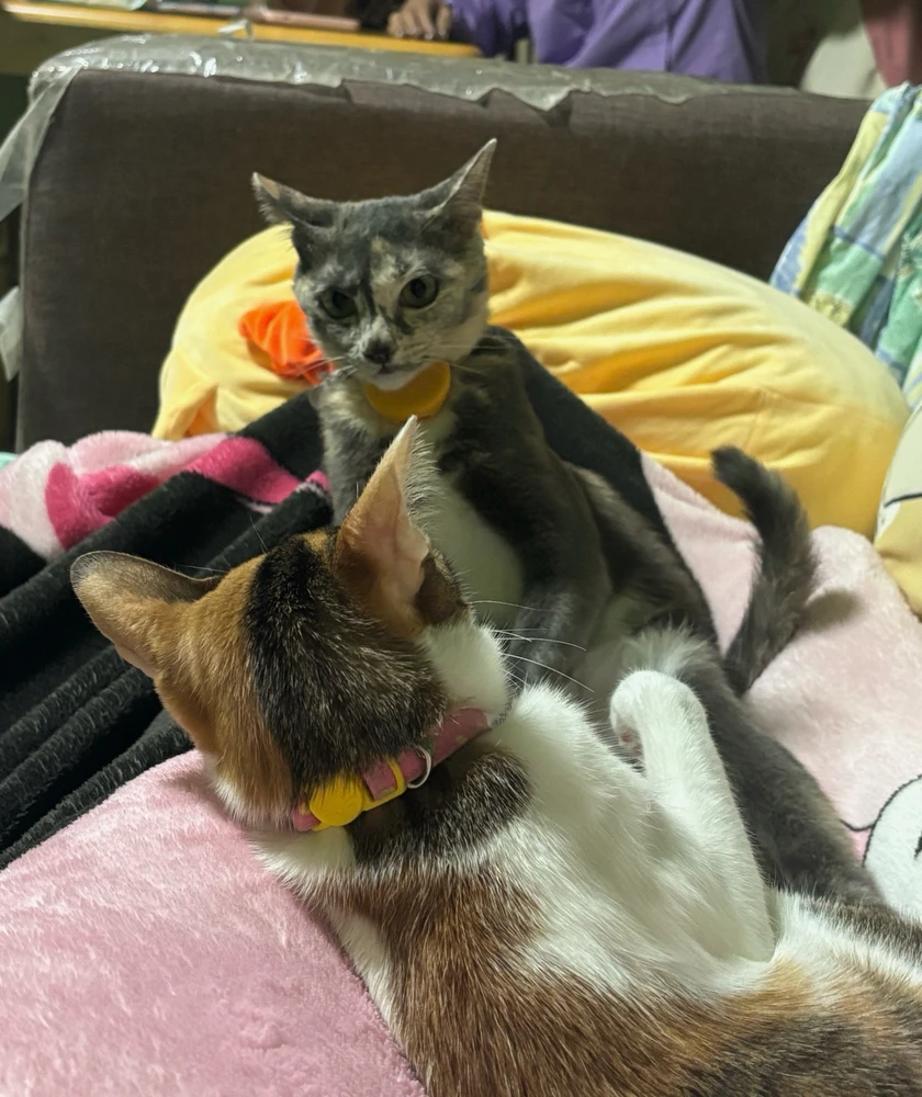 GIF uploaded by Pat♡