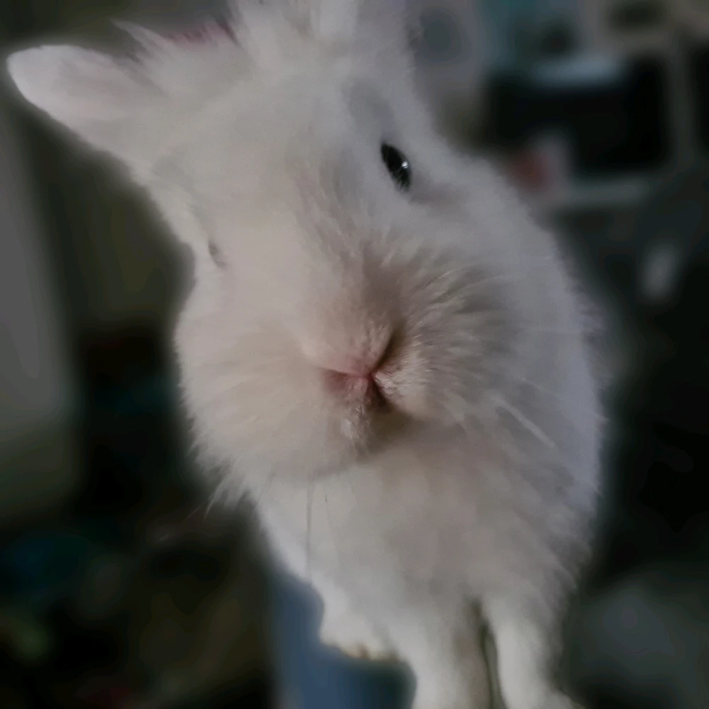 Mimi님이 올린 GIF