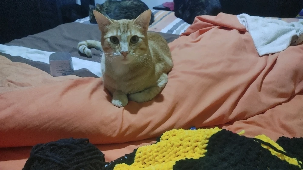 GIF diunggah ku ❤ Sophia aka Mango Mami ❤️