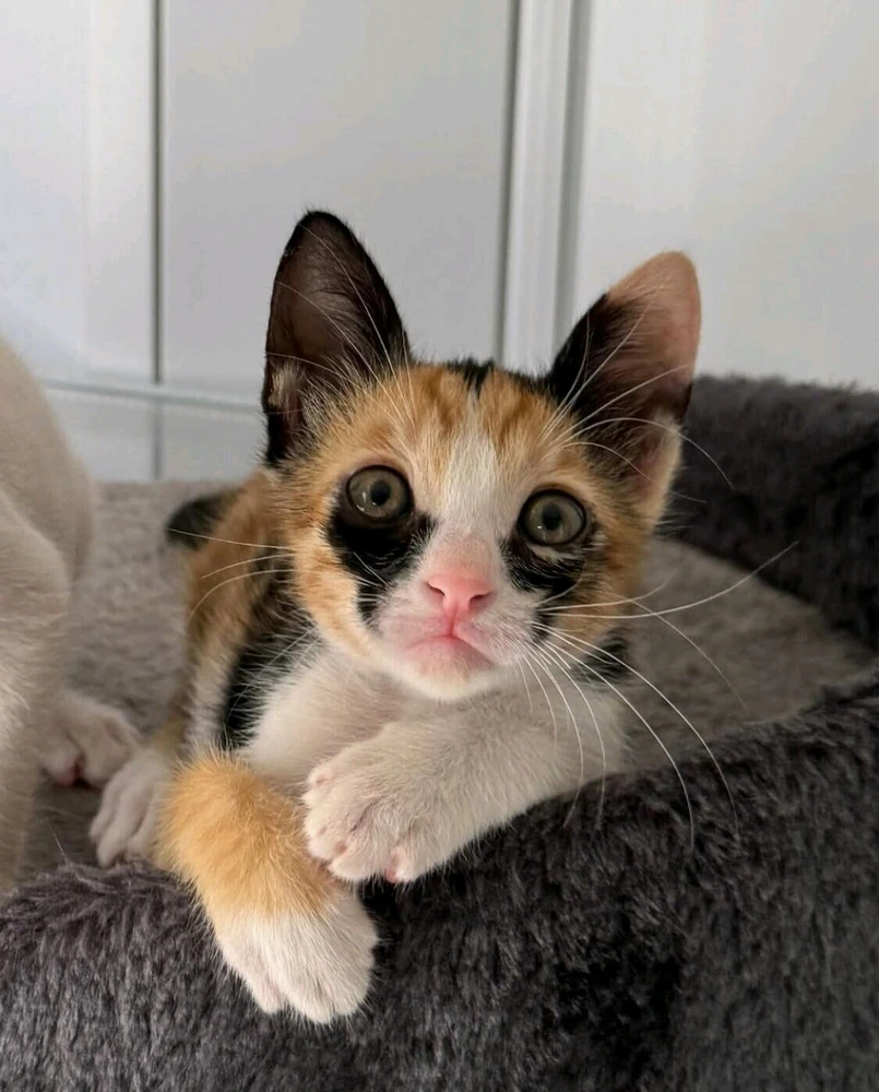 GIF diunggah oleh Risa