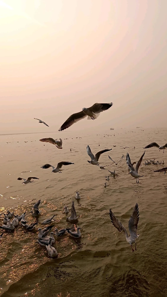 Bhavesh dewa द्वारा अपलोड किया गया GIF