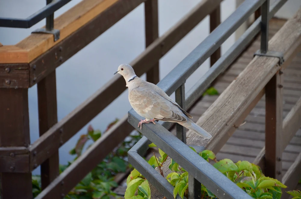 Image uploaded by Artem