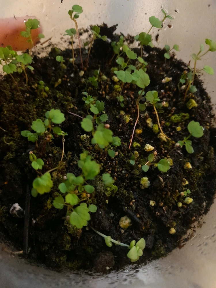 Imagen subida por Dylan