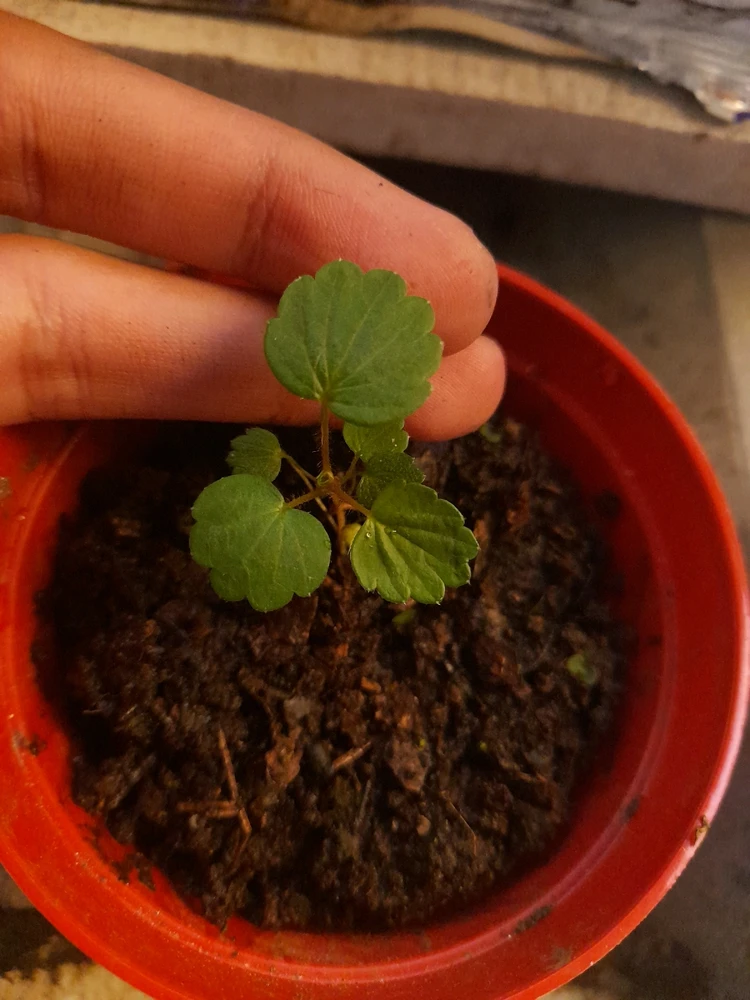 Imagen subida por Dylan