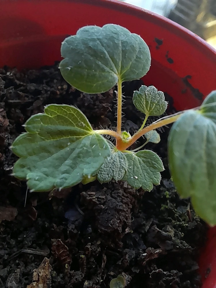 Imagen subida por Dylan