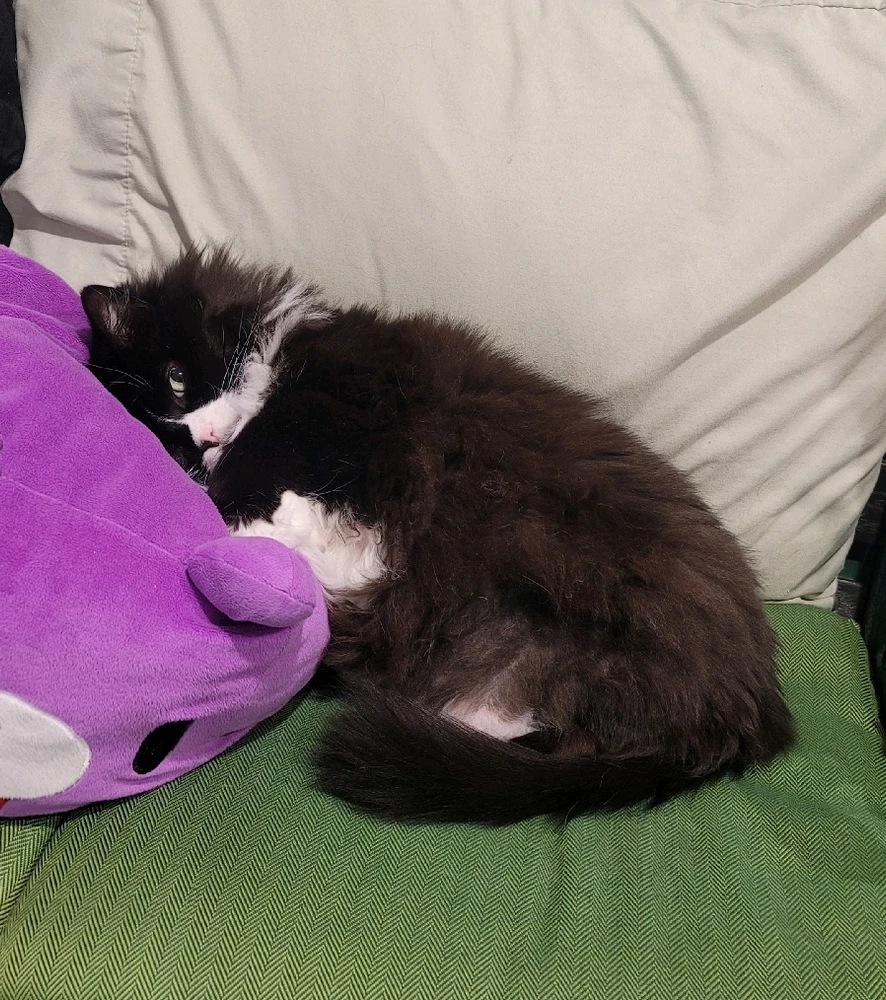 Image uploaded by Shan