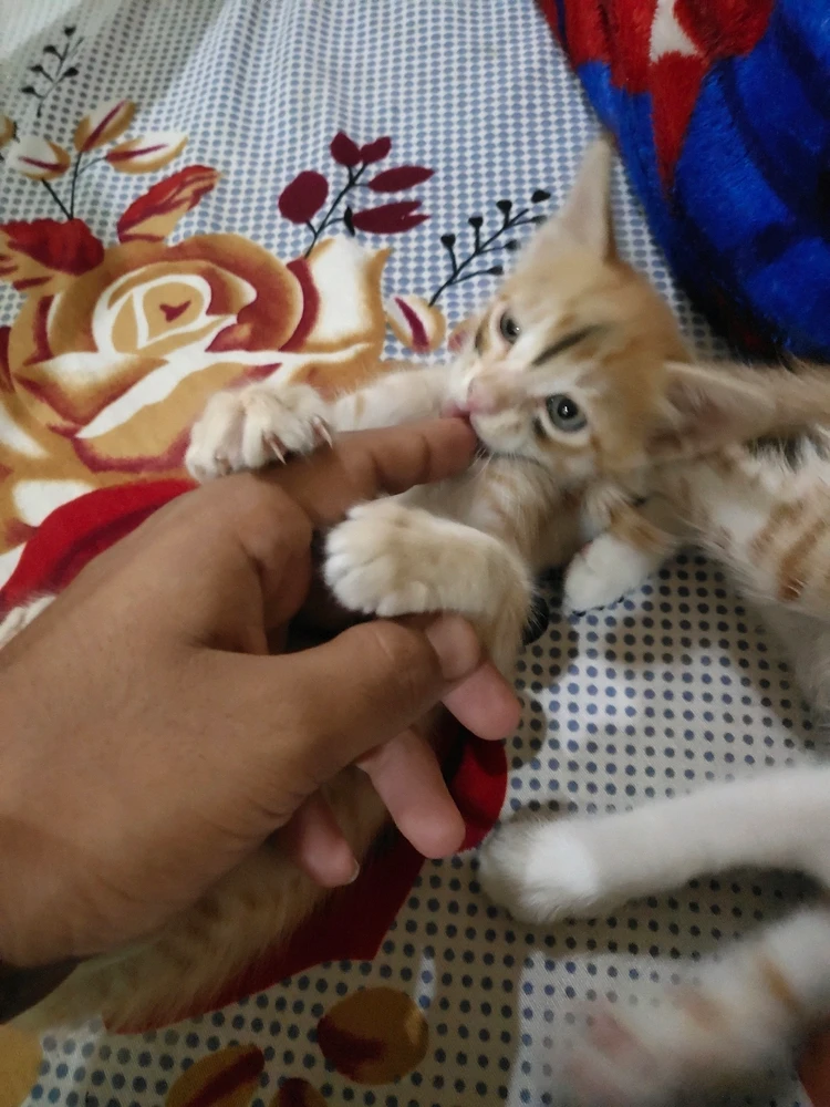 I-upload ni Shikhar ang larawan