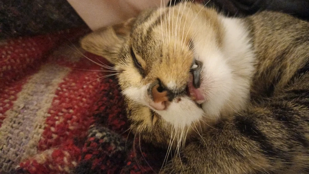 GIF uploaded by Adan*-*