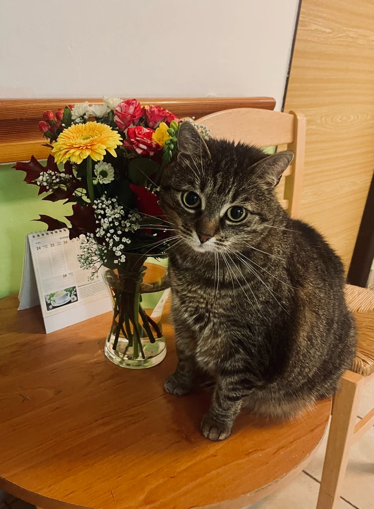 GIF nahrál Simča🤍