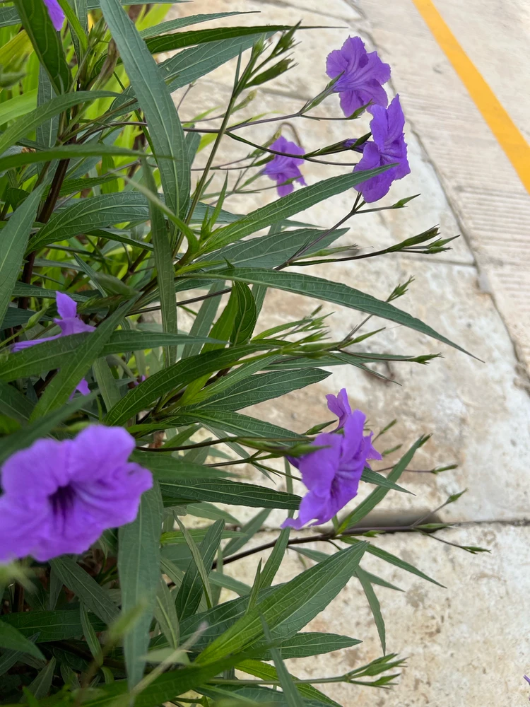 Gambar diunggah oleh bob