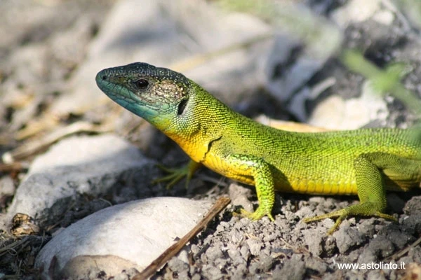 Immagine caricata da Adriano